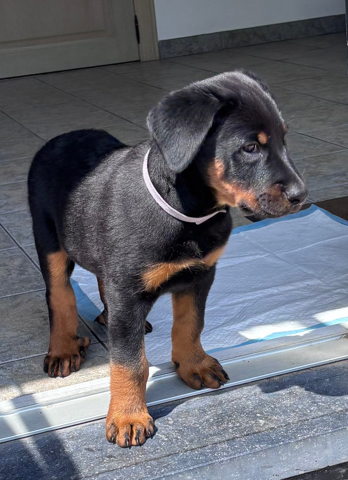 Beauceron Pups, Dieren en Toebehoren, Honden | Herdershonden en Veedrijvers, België, Particulier, Parvo, Overige rassen