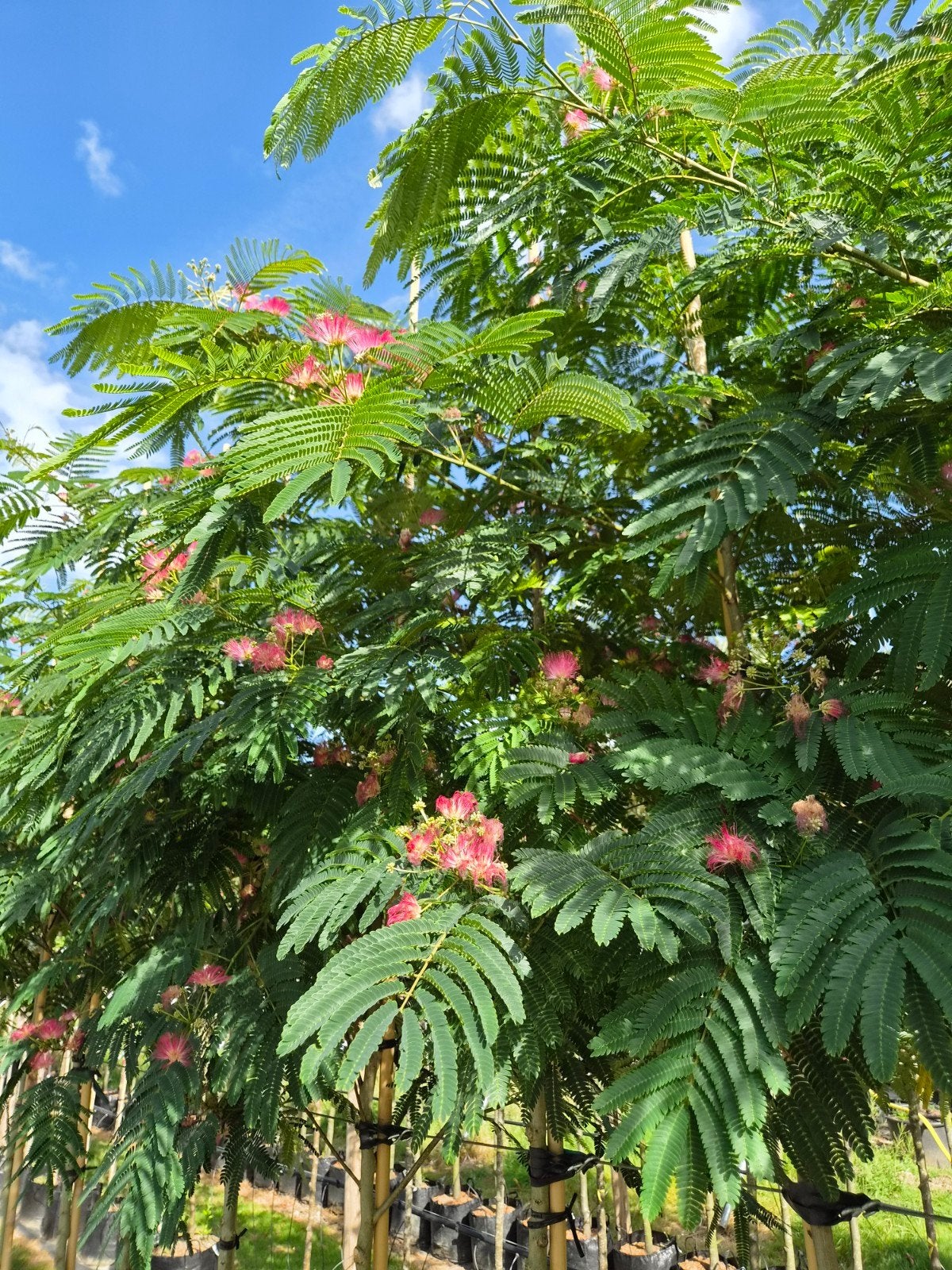 Albizia Julibrissin 'Rouge de Tuiliere' - Perzishe Slaapboo, Overige soorten, 250 tot 400 cm, Zomer, Ophalen
