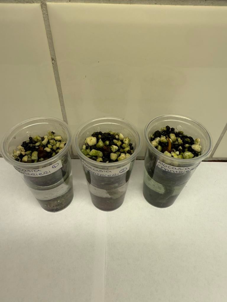 Alocasia chantrieri corms, Ophalen of Verzenden, Halfschaduw, Minder dan 100 cm