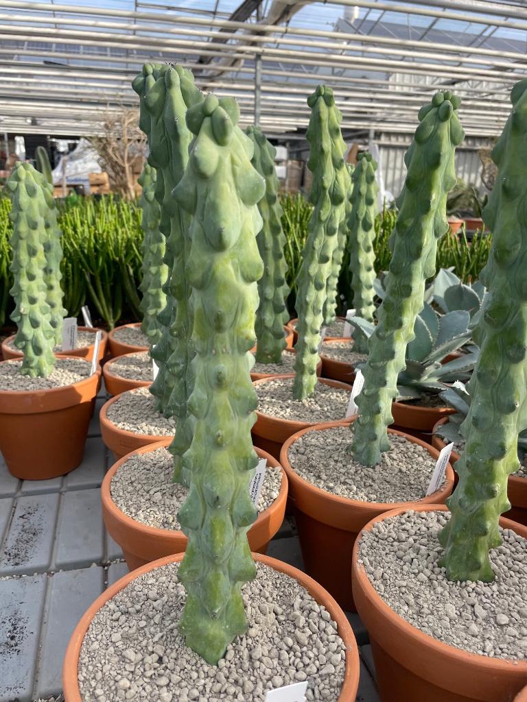 Boobiecactus Myrtillocactus geometrizans Fukurokuryuzinbo, Ophalen of Verzenden, Minder dan 100 cm, Bloeiende kamerplant, Volle zon