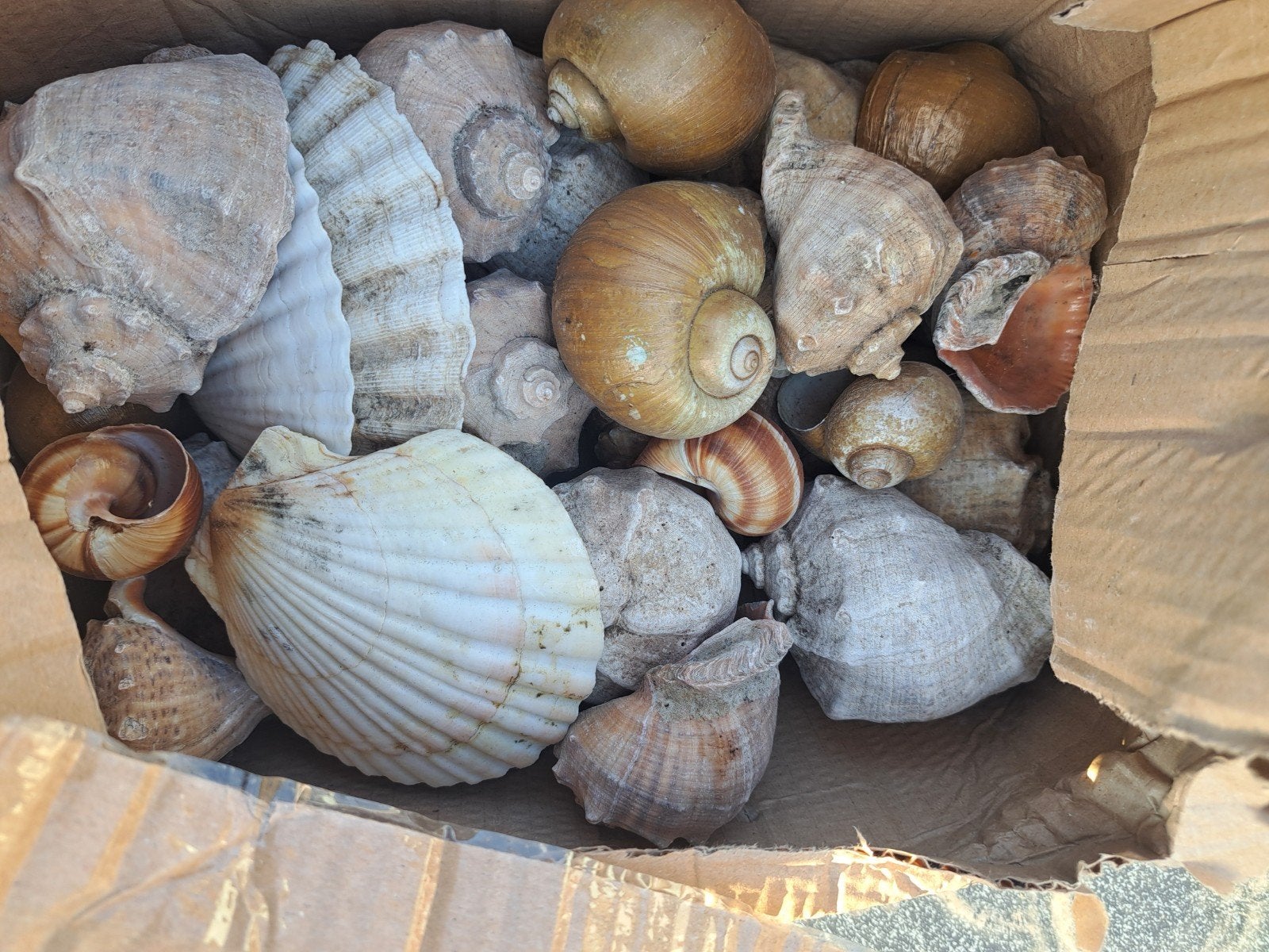 Doos vol diverse schelpen voor de liefhebber, Verzenden, Gebruikt