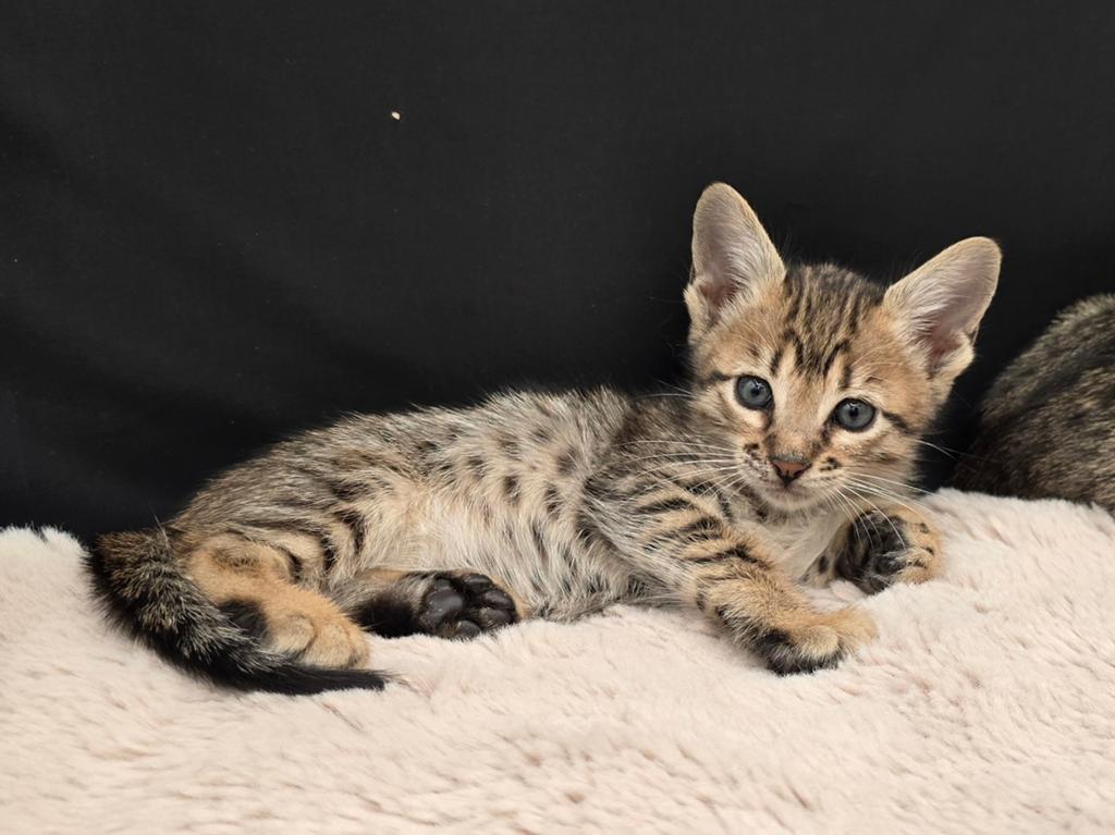 Savannah kittens, Meerdere dieren