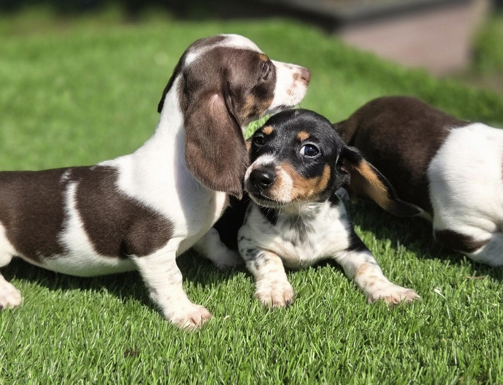 Te koop mooie kortharige dwerg teckel pups (tekkel), Parvo, Nederland, 8 tot 15 weken, Meerdere