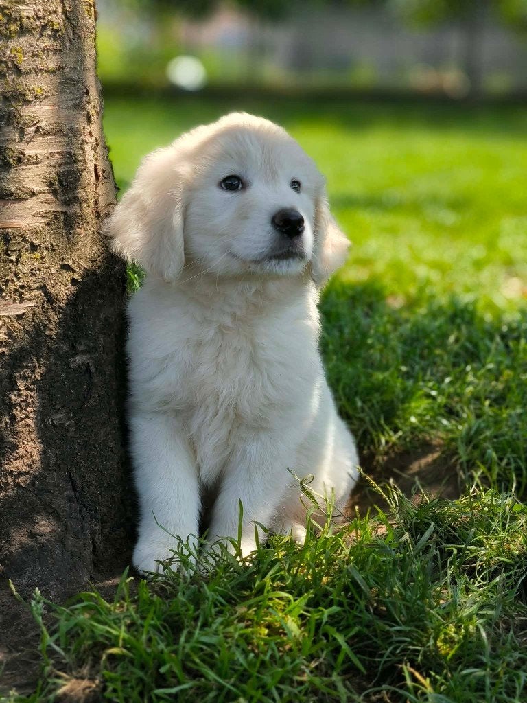 Prachtige golden retriever pups zoeken baasje!!!, Dieren en Toebehoren, Parvo, België, Overige rassen, 8 tot 15 weken