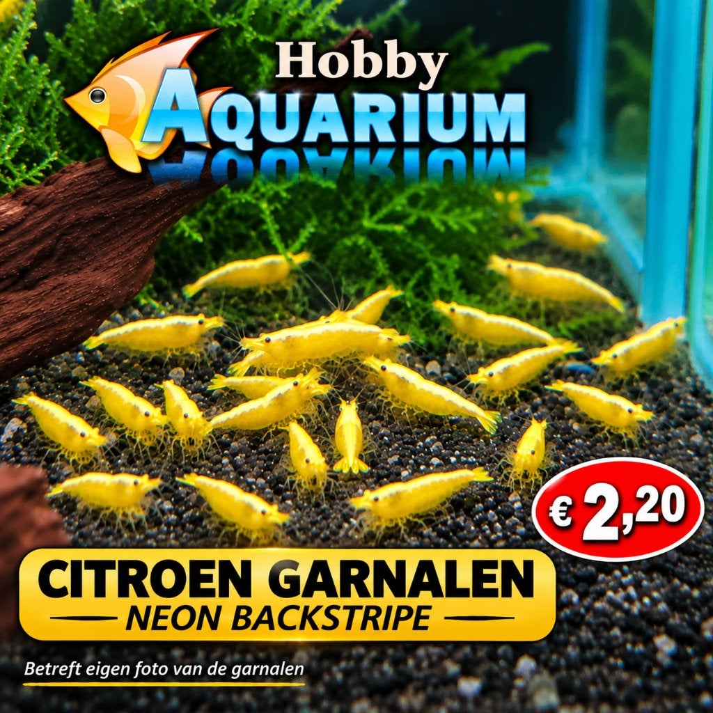 Hobbyaquarium Citroen garnalen neon backstripe, Kreeft, Krab of Garnaal, Zoetwatervis