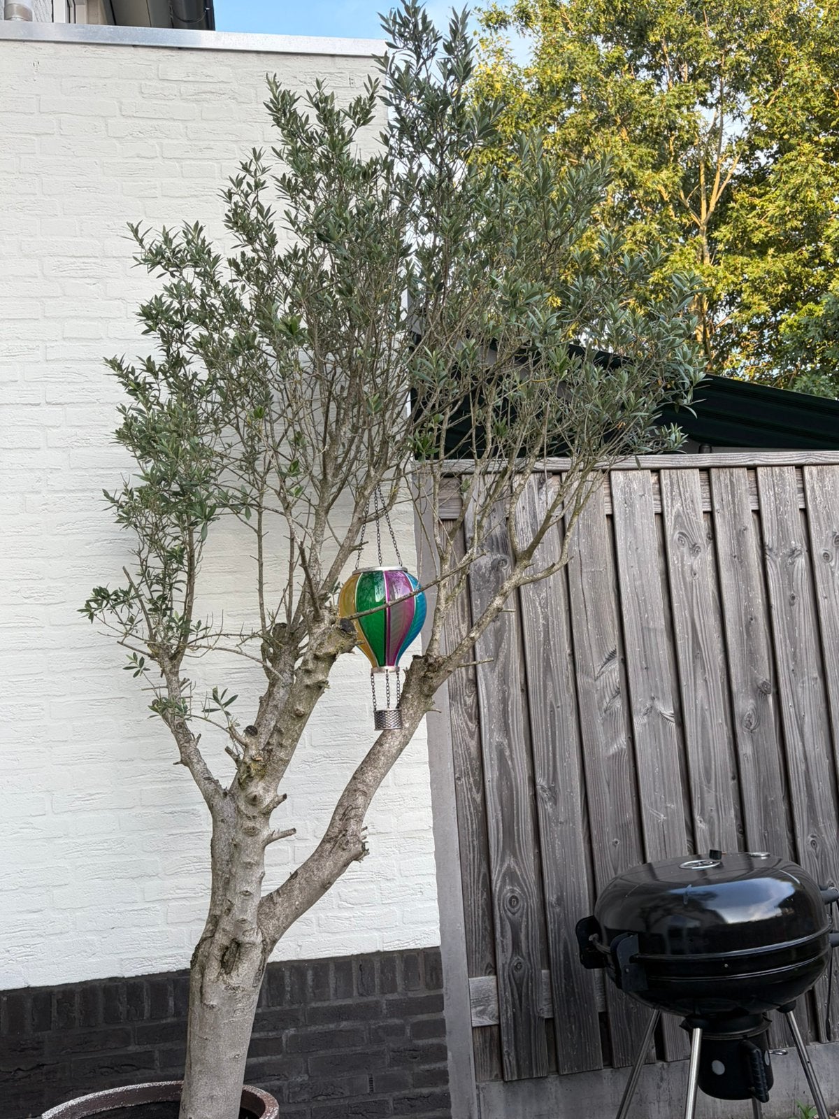 Olijvenboom, Ophalen of Verzenden, Volle zon, Overige soorten