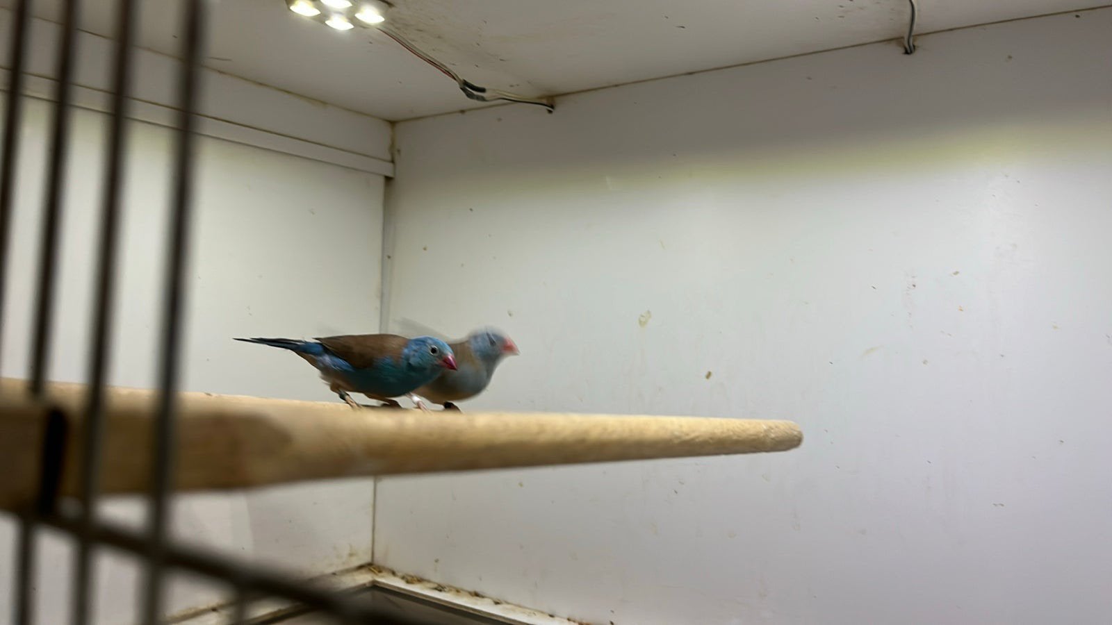 Koppel blauwkop fazantjes 2026, Dieren en Toebehoren, Meerdere dieren, Tropenvogel, Geringd