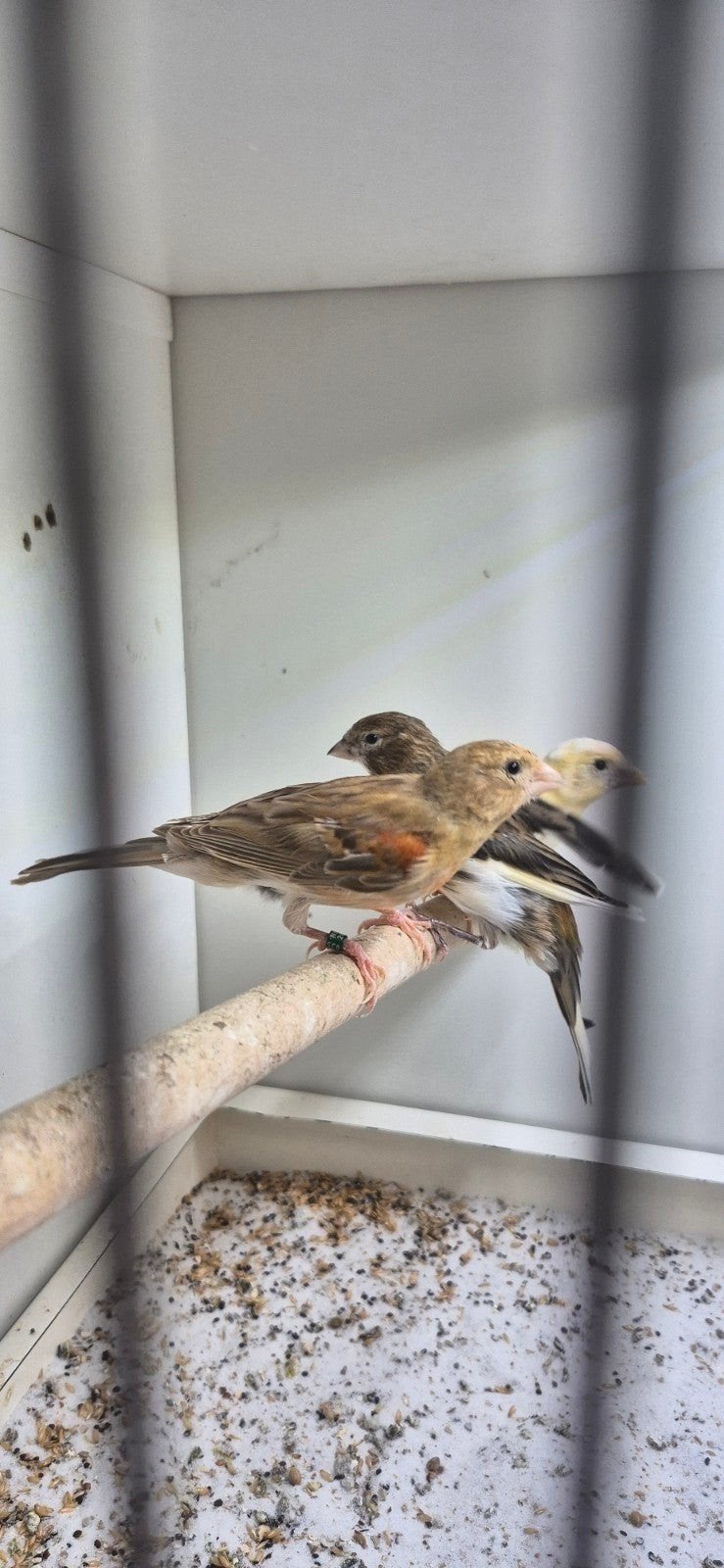 11 Portugese (harlekijn) kanaries., Dieren en Toebehoren, Vogels | Kanaries, Meerdere dieren, Postuurkanarie