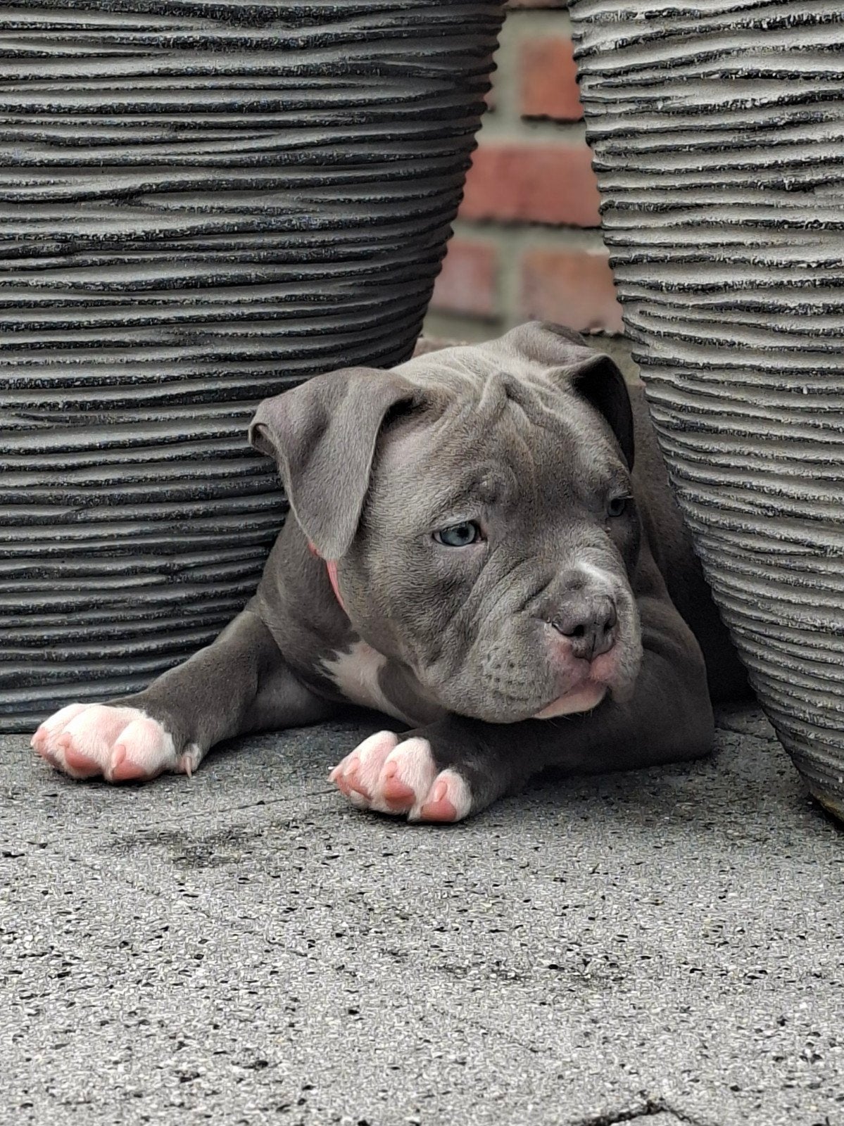 American pocket bully laaste teefje mag nest verlaten, 8 tot 15 weken, Bulldog, Meerdere, Meerdere dieren