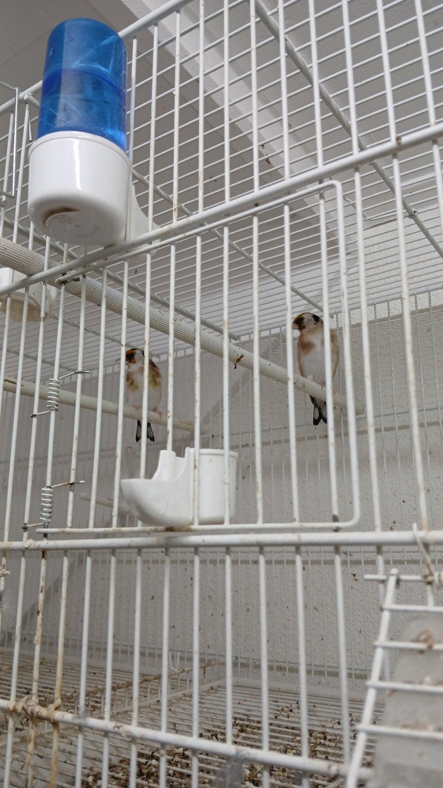 klein putter koppel ., Dieren en Toebehoren, Meerdere dieren, Bastaard