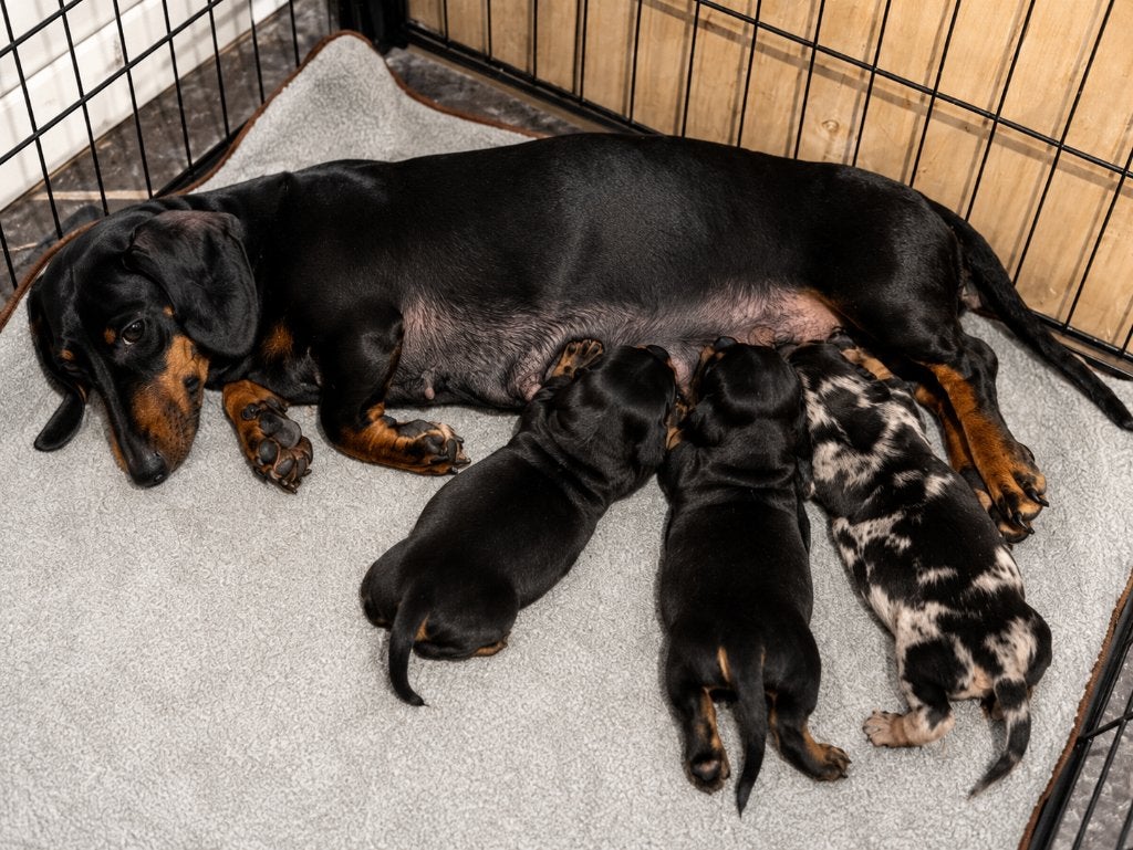 Prachtige Kaninchen x dwergteckel pups Bleu merle Black tan, Dieren en Toebehoren, Honden | Teckels en Dashonden, Parvo, 8 tot 15 weken