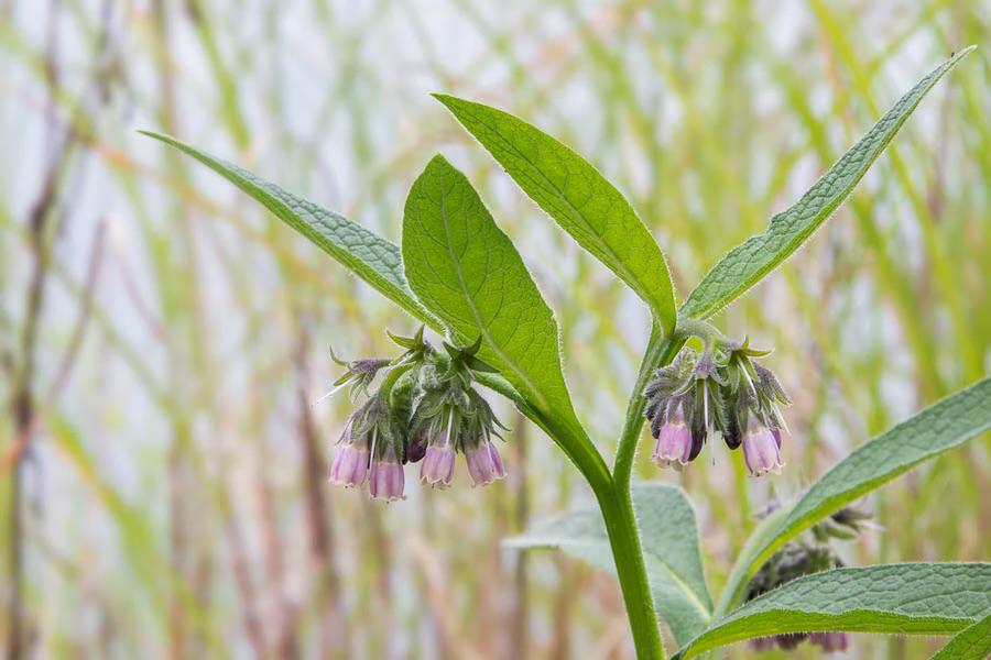 Smeerwortel bocking 14 planten, Ophalen of Verzenden, Overige soorten, Volle zon