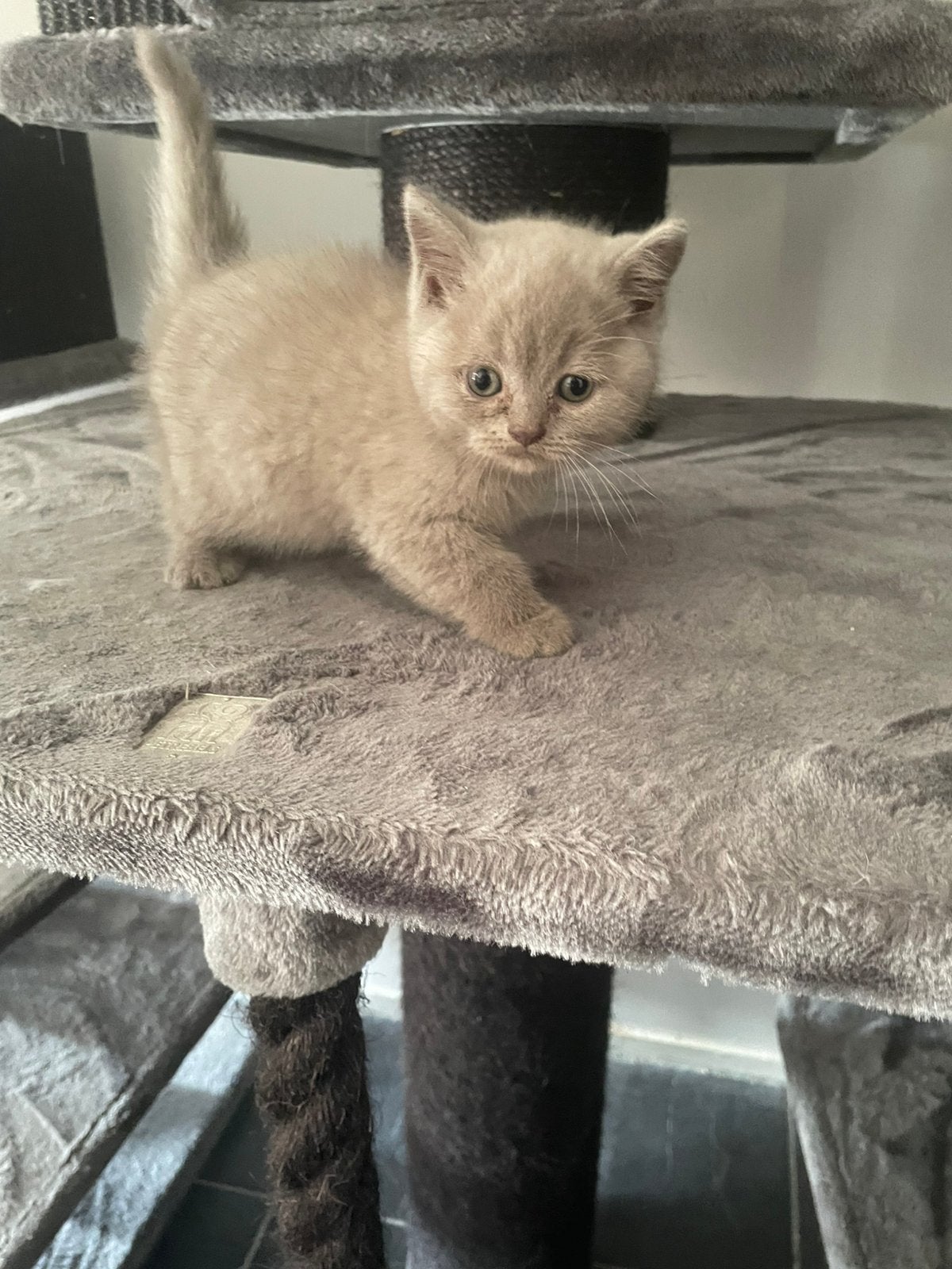 Britse korthaar kittens, Kater
