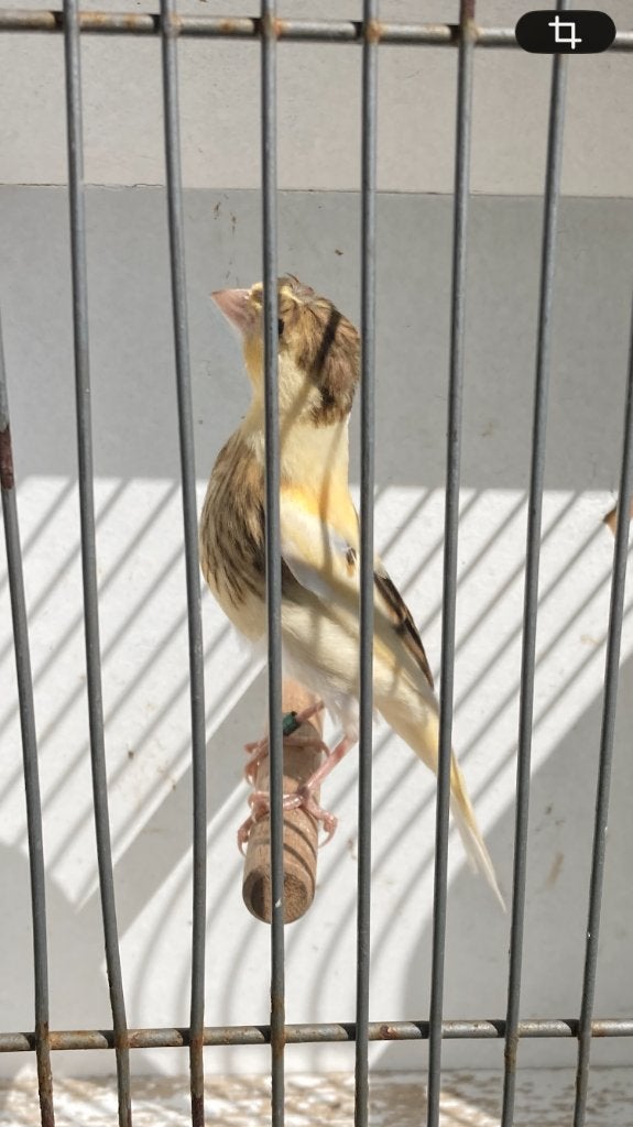 Mooie jonge zangkanarie met kuif, Mannelijk, Zangkanarie
