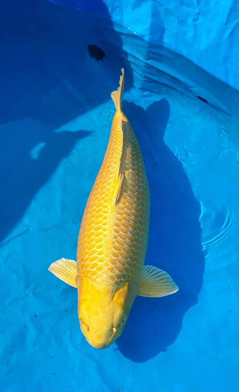 mooie imposante Yamabuki 86 cm, Karper of Koi