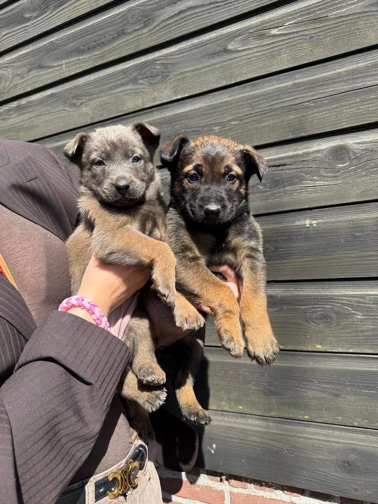Lieve sociale mechelse herder pups te koop, 8 tot 15 weken, Meerdere, Meerdere dieren, Herder