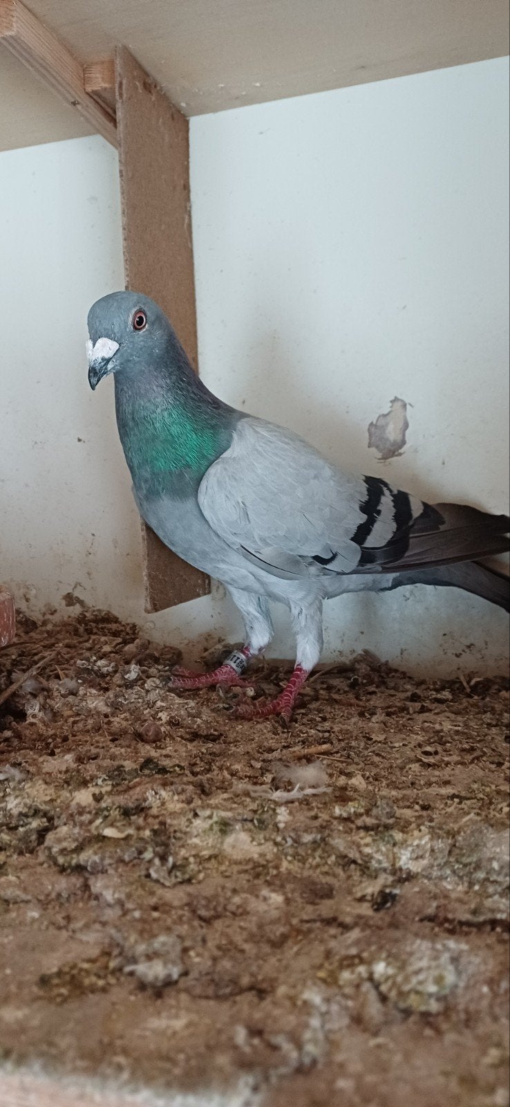 postduiven super doffer!!!!!!, Dieren en Toebehoren, Vogels | Duiven, Mannelijk, Postduif