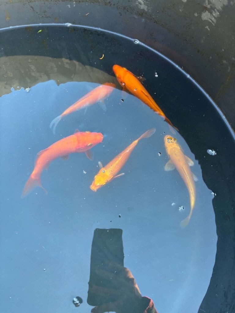 5x Benigoi, Kohaku & Yamabuki – Eigen Kweek, Dieren en Toebehoren, Karper of Koi