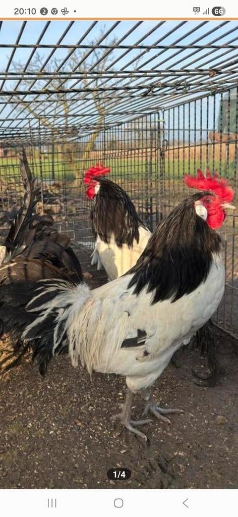 Broedeieren lakenvelders, Dieren en Toebehoren, Pluimvee, Geslacht onbekend, Kip