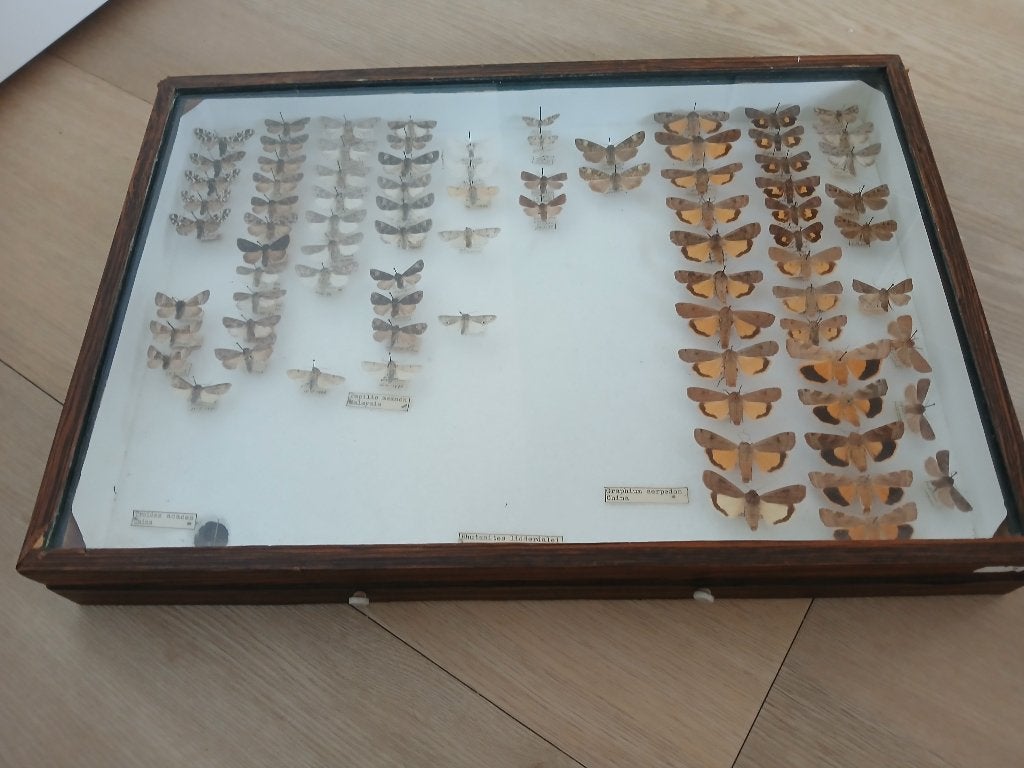 Vintage vlindercollectie in houten vitrine, Ophalen, Gebruikt, Insect, Opgezet dier