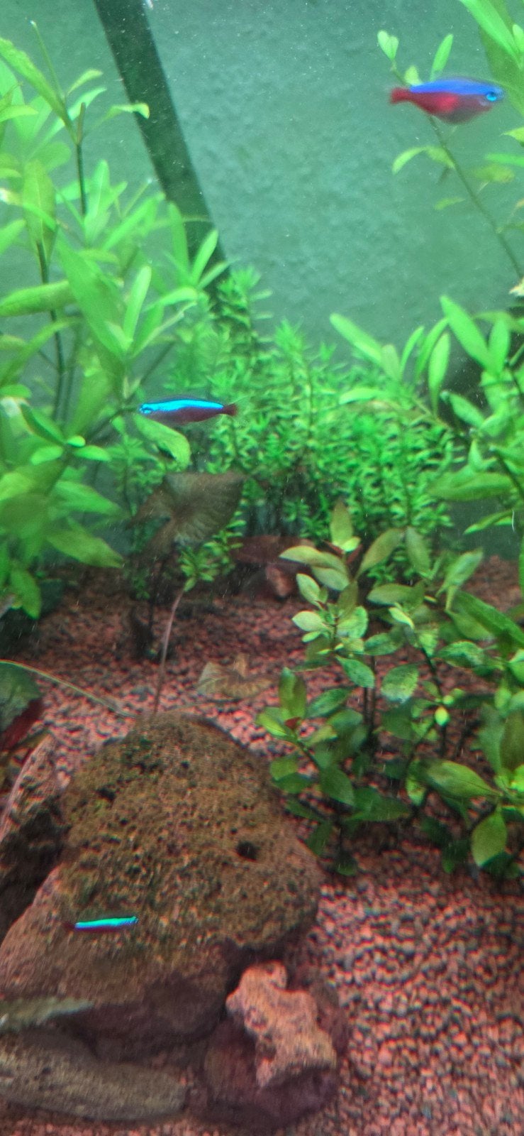 vissen en planten te koop, Dieren en Toebehoren