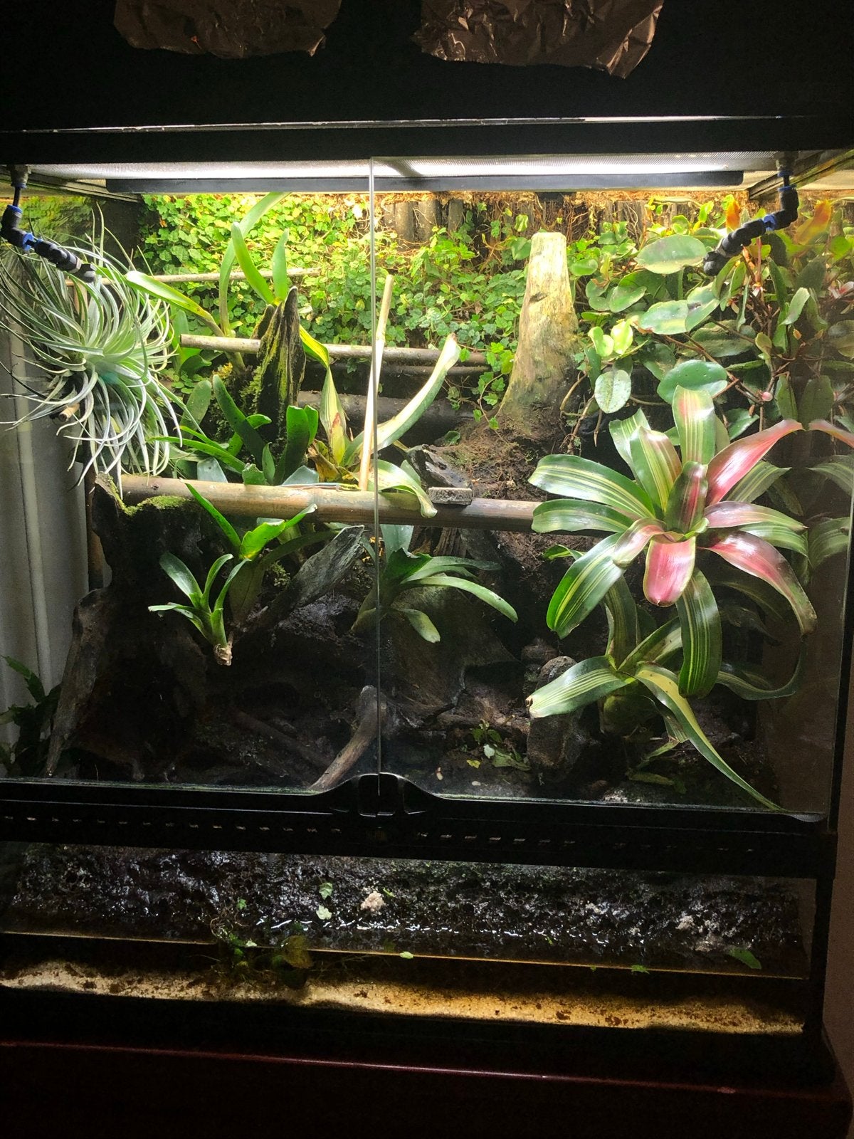 Compleet ingericht paludarium 60x45x70, Dieren en Toebehoren, Ophalen, Zo goed als nieuw, Terrarium of Paludarium