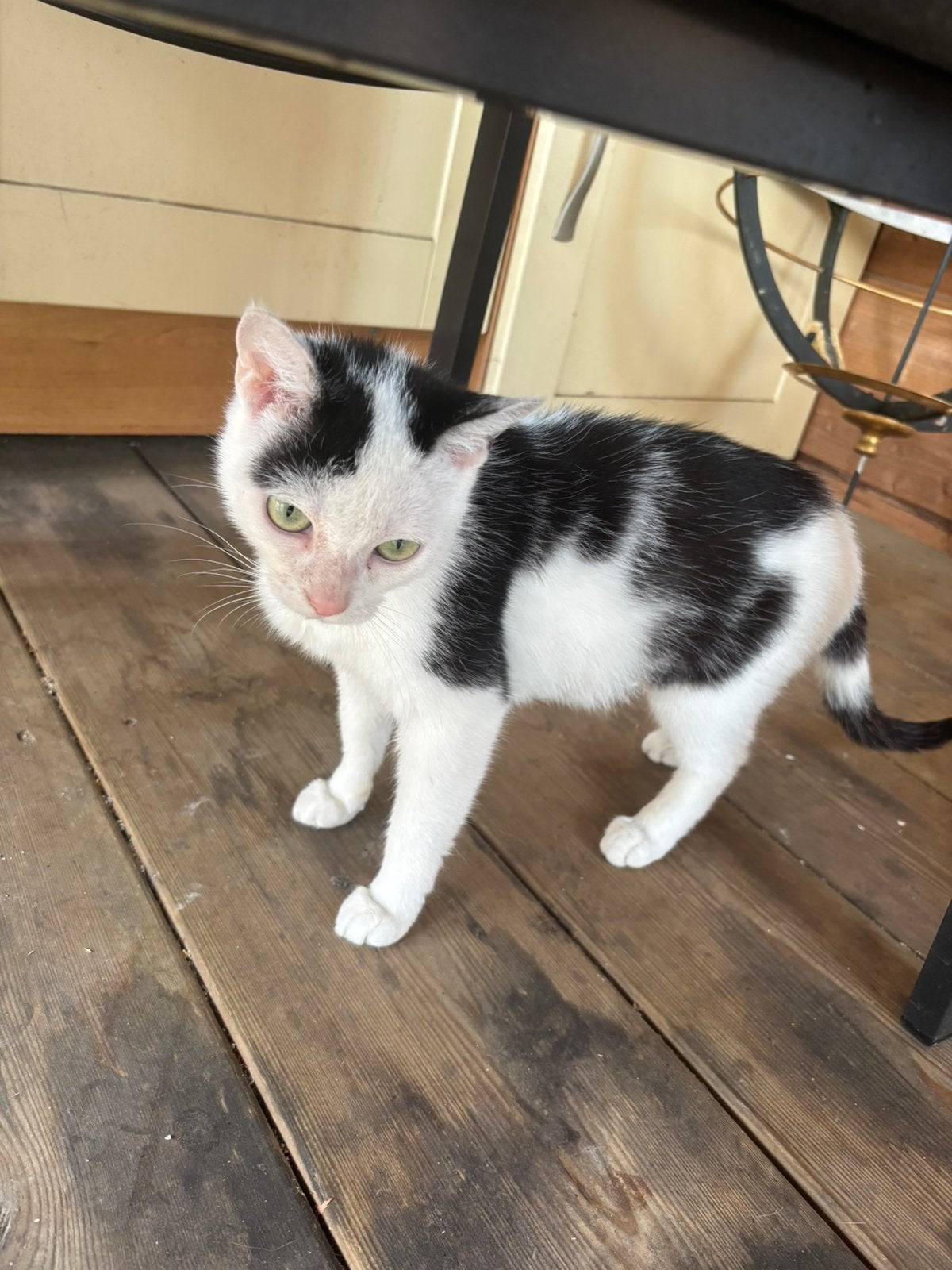 SPOED!! Huisje voor kat gezocht, Dieren en Toebehoren, Katten en Kittens | Overige Katten, Poes
