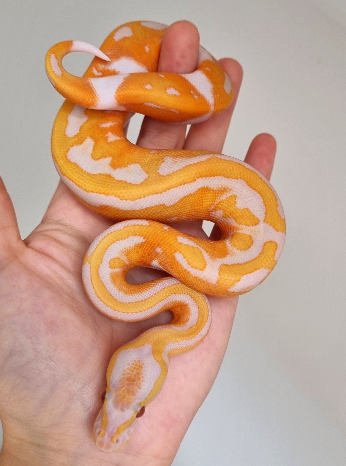 1.0 black head dreamsicle koningspython python regius Ball Python photo 3