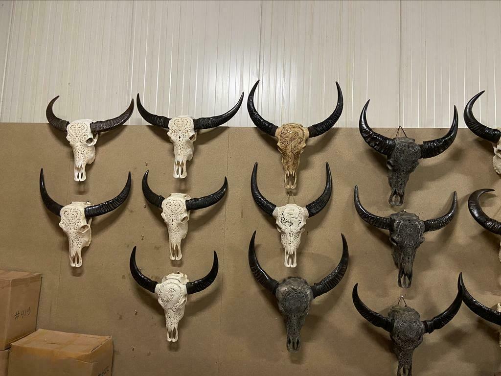 Buffelschedels echte Buffel schedels gegraveerd/bewerkt, Ophalen of Verzenden, -, -, -