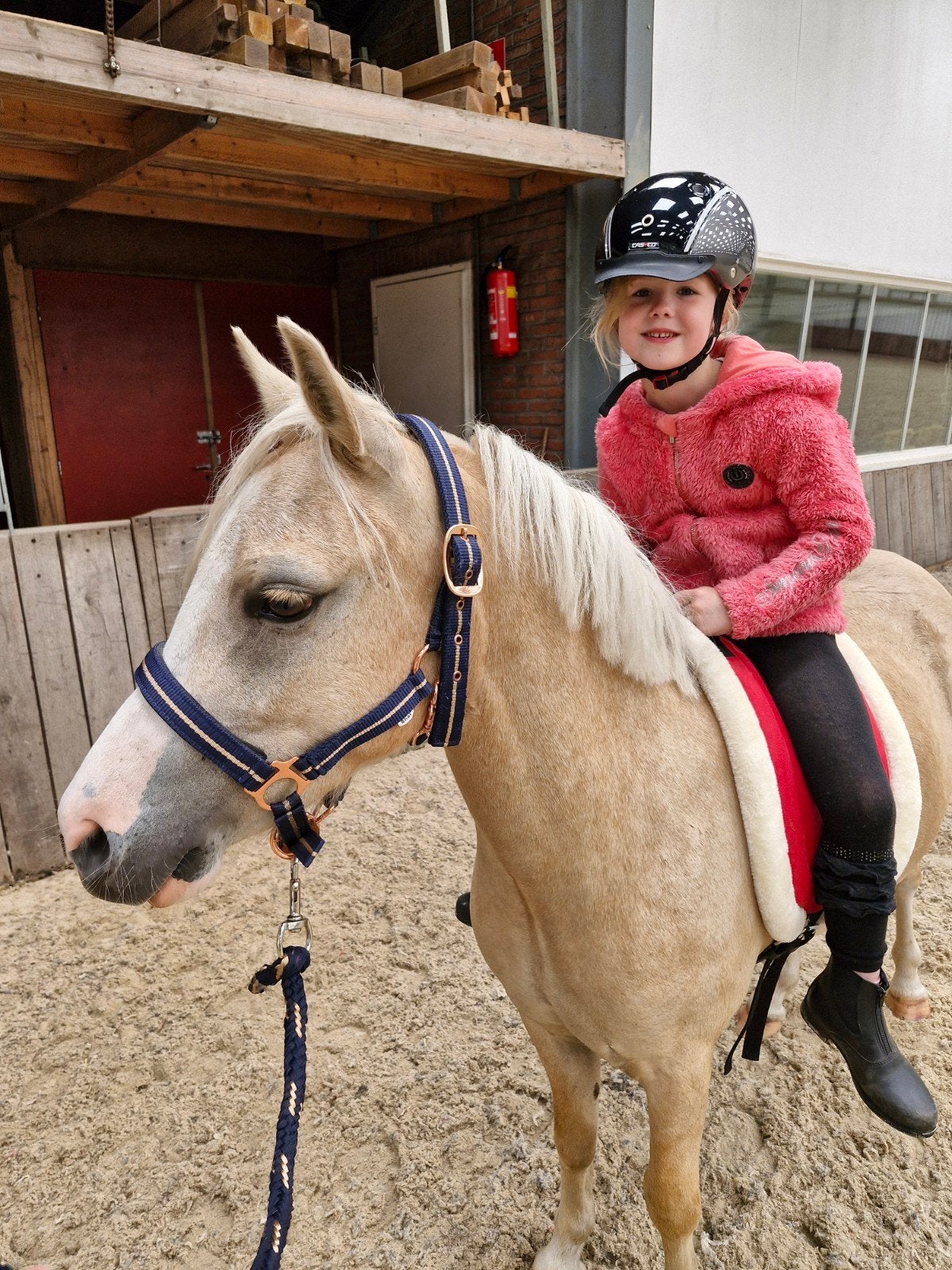 5 jarige sectieA ruin/2 jarige welsh sectie B schimmel ruin, Ruin, A pony (tot 1.17m), Met stamboom, 3 tot 6 jaar
