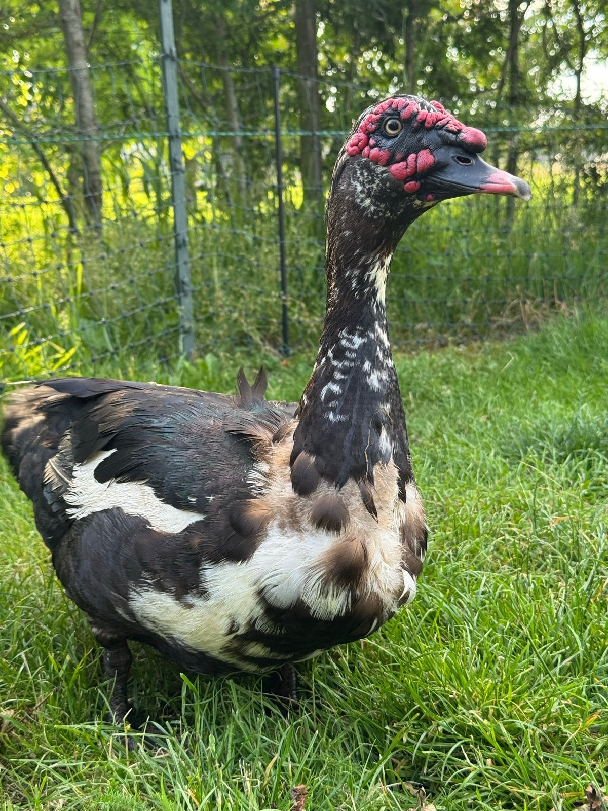 Muskuseenden 2 mannetjes ca 2 jaar oud, Dieren en Toebehoren, Pluimvee, Mannelijk, Eend