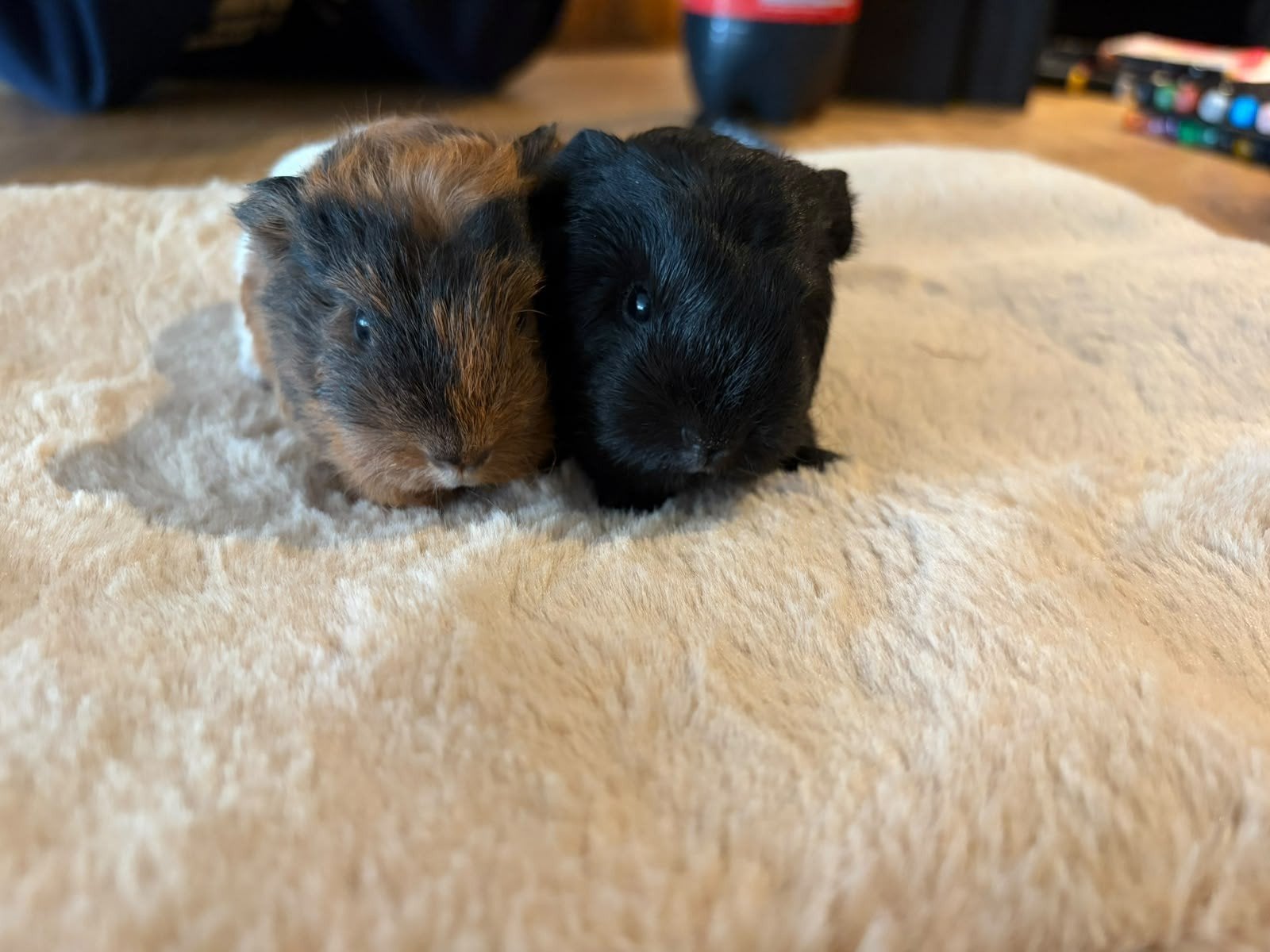 CH-Teddy cavia’s
Wil je daar een advertentie voor, September, Vrouwelijk, Cavia