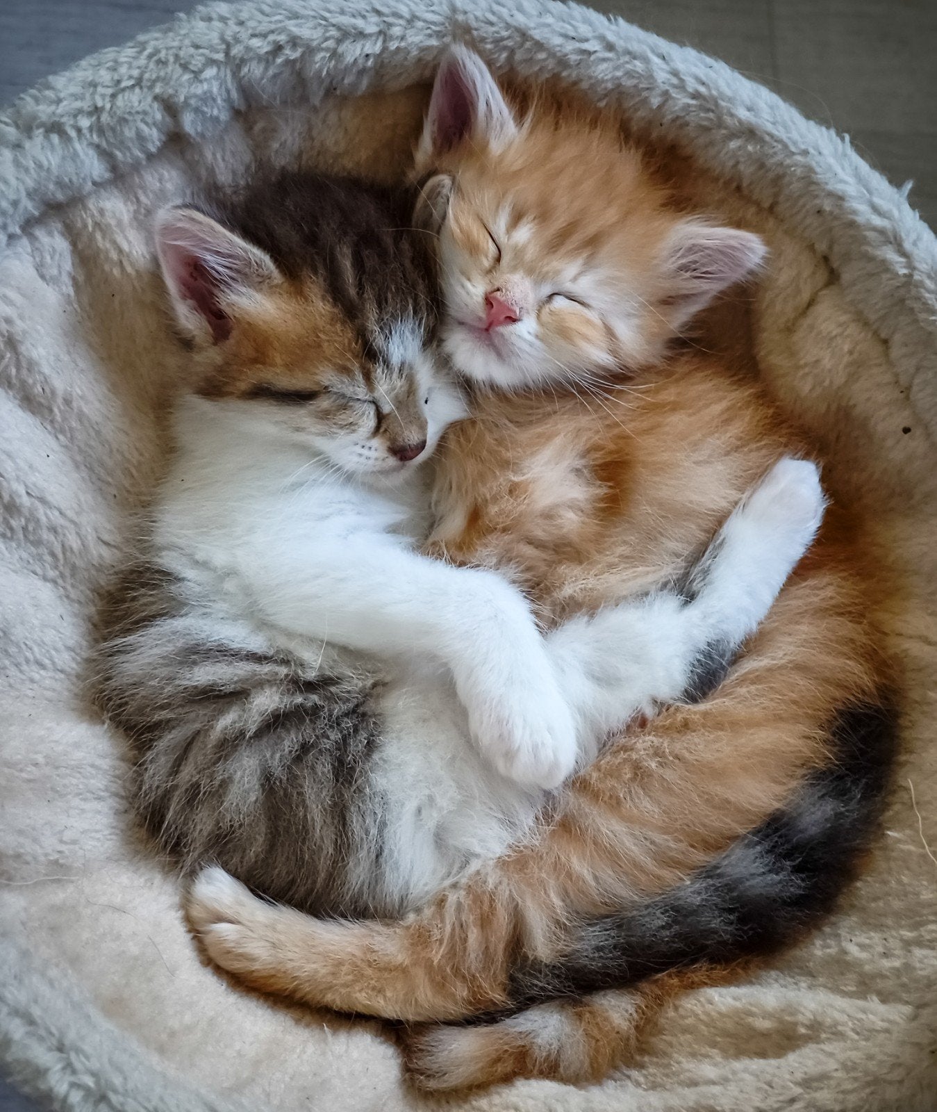 Zeer zeldzame tricolor Siberisch katertje met stamboom, Dieren en Toebehoren, Kater, Met stamboom, 0 tot 2 jaar