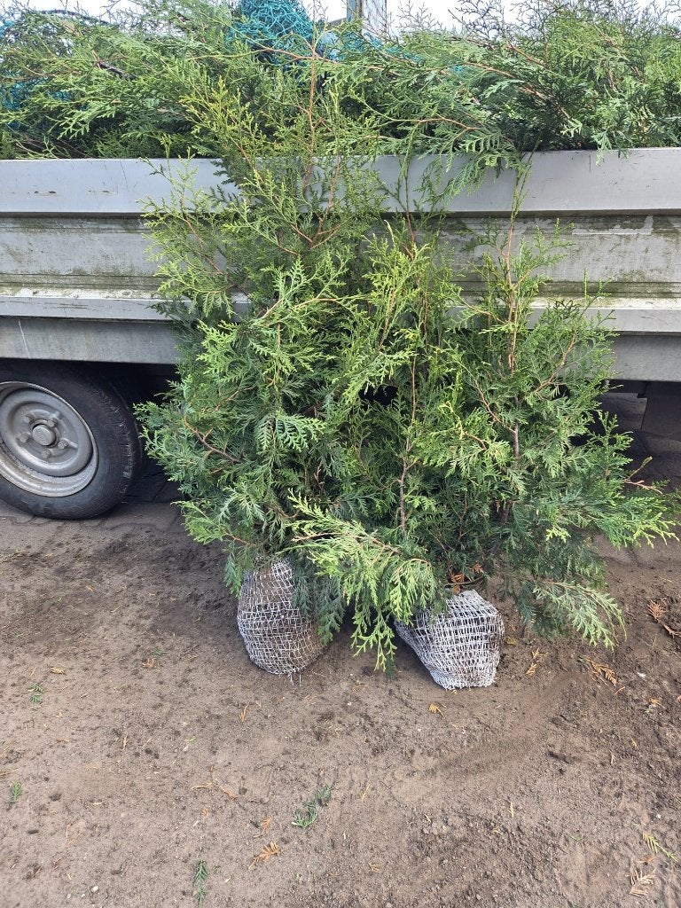 Thuja Brabant 80/100 cm conifeer haagplant, Ophalen of Verzenden, Bloeit niet, Overige soorten, Volle zon