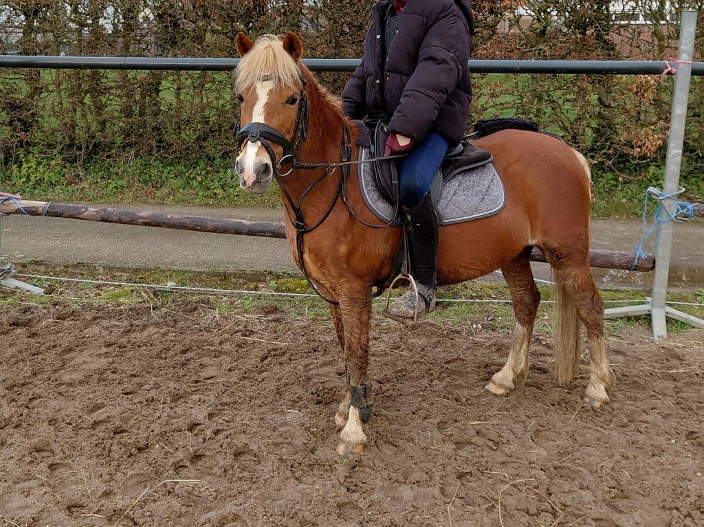 Superlieve B pony merrie, Dieren en Toebehoren, Pony's, Merrie, B, B pony (1.17m tot 1.27m), Springpony, 11 jaar of ouder