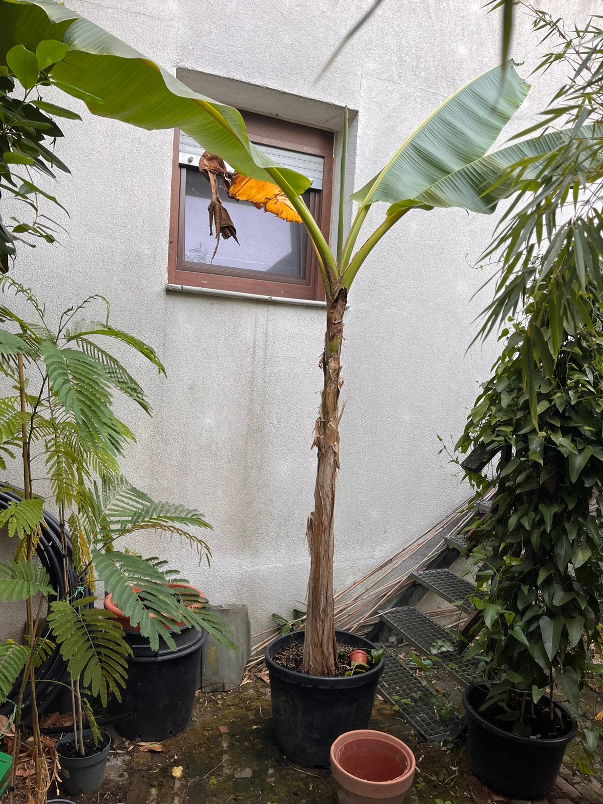 Musa Sikkimensis, Tuin en Terras, Planten | Bomen, Ophalen, Volle zon, Overige soorten, Minder dan 100 cm