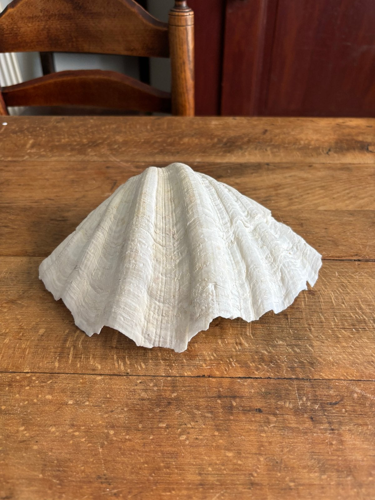 Grote doopvont schelp breed 23 cm, Ophalen of Verzenden