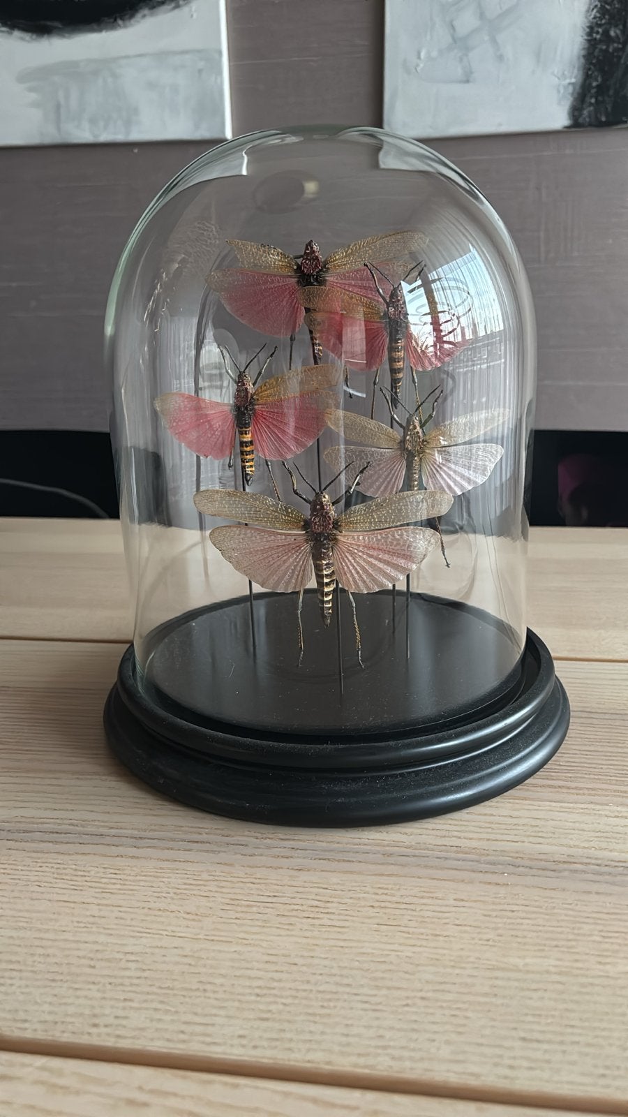 Mooie stolp met 5 opgezette sprinkhanen - Museumwinkel Nijme, Vintage, Gebruikt, Meerkleurig, Ophalen of Verzenden