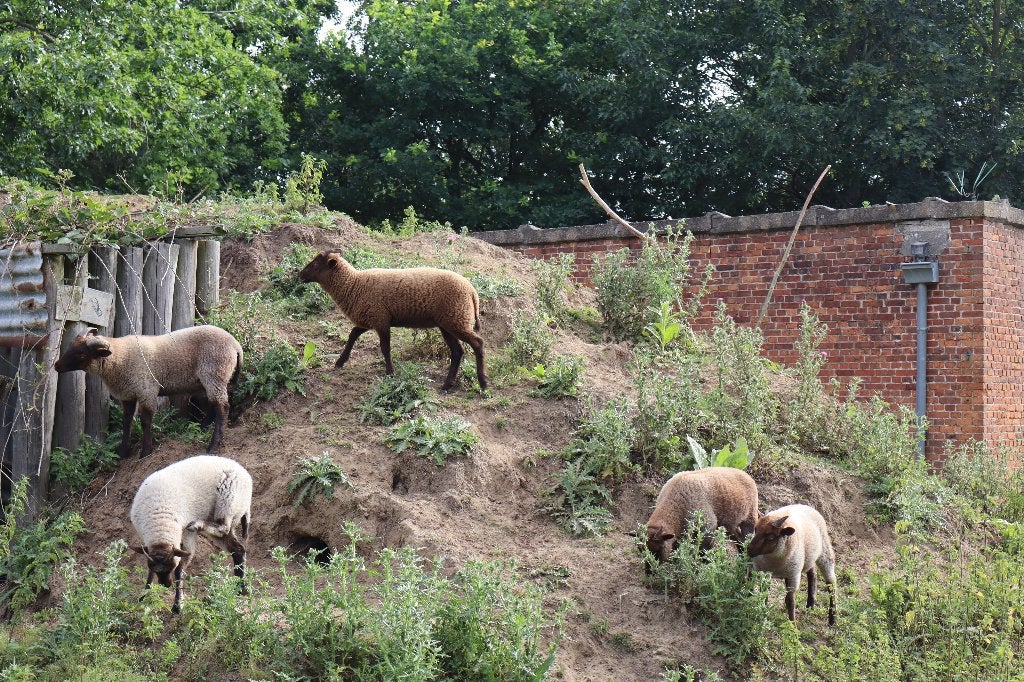 Manx Loaghtan schapen, Dieren en Toebehoren, Vrouwelijk, Schaap, 0 tot 2 jaar