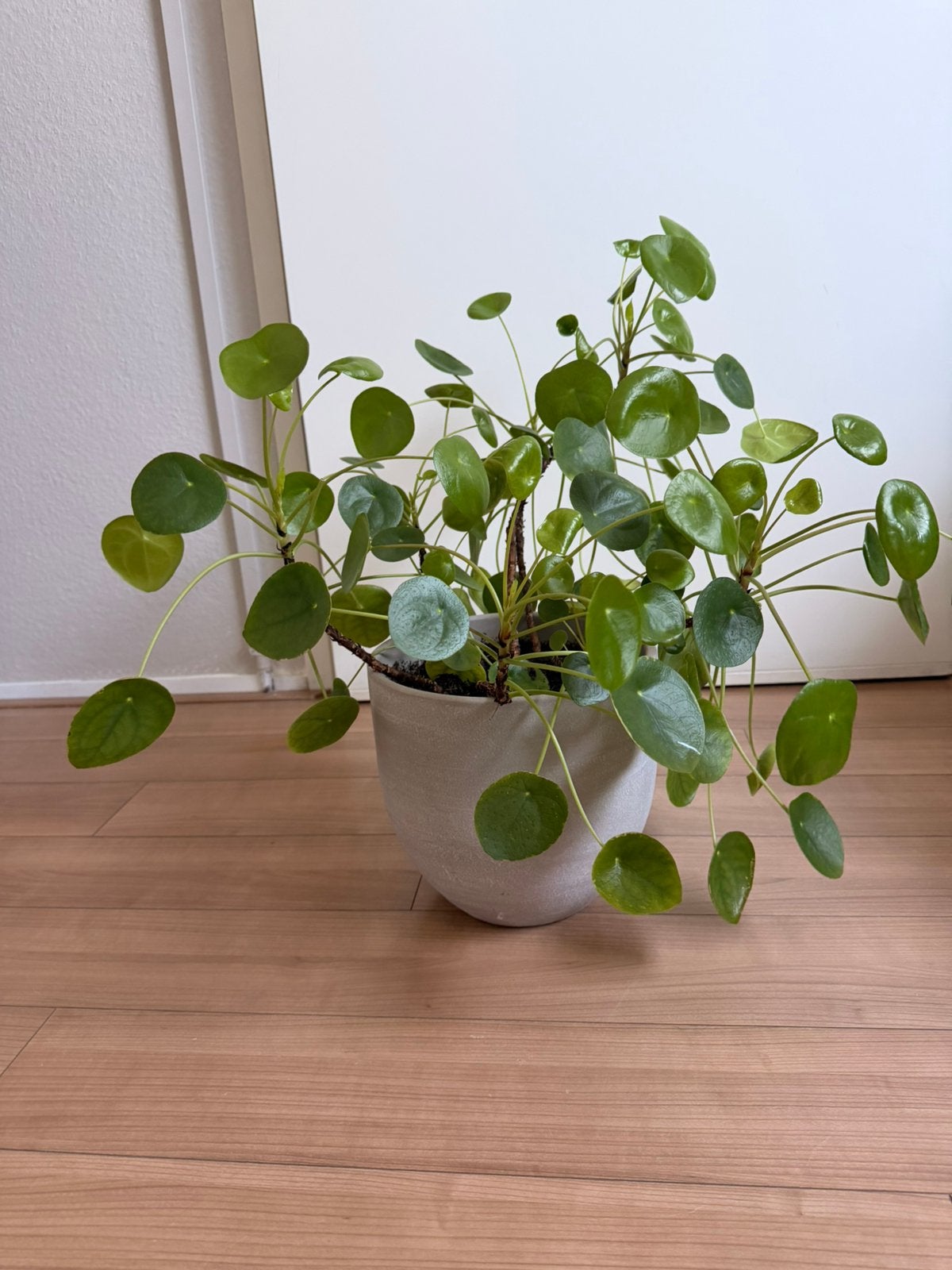 Pannenkoekenplant in mooie stenen pot, Ophalen, Halfschaduw, Minder dan 100 cm