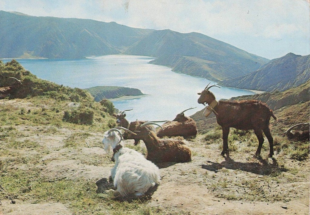 Geiten liggen te genieten en kijken uit op het meer 515, Verzamelen, Ophalen of Verzenden, 1980 tot heden, Gelopen, Overige soorten