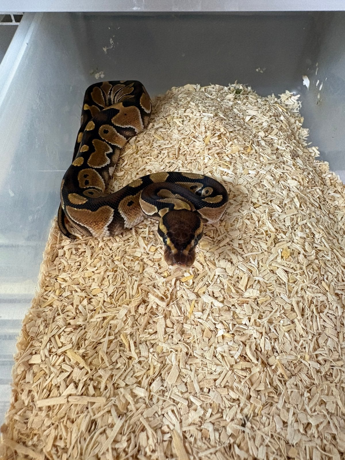 Vrouwtje Trojan poss het dg ballpython koningspython Ball Python photo 3