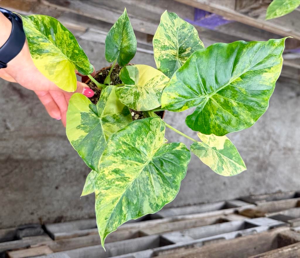 Alocasia  macrorrhiza Aurea, Huis en Inrichting, Kamerplanten, Ophalen of Verzenden, Halfschaduw, Minder dan 100 cm