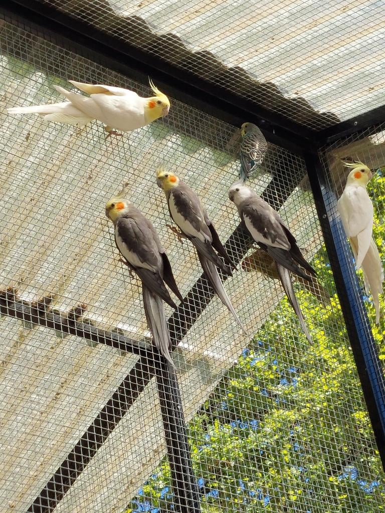 Valkparkieten uit de buitenvolière, Dieren en Toebehoren, Vogels | Parkieten en Papegaaien, Parkiet, Geslacht onbekend