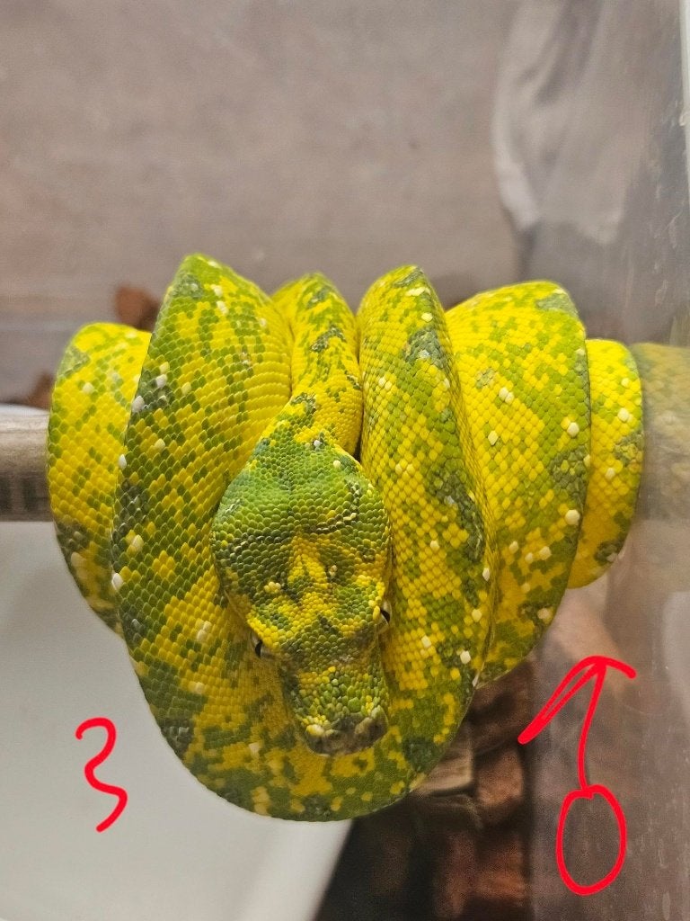 reservationreservation Snakeday Morelia viridis biak 2024 Green Tree Python photo 3