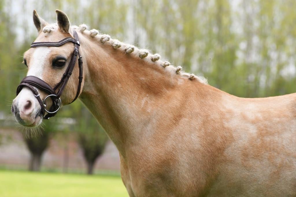 Mooie welsh A-pony te koop, Dieren en Toebehoren, Paarden, Minder dan 160 cm, Ruin, 11 jaar of ouder, Recreatiepaard