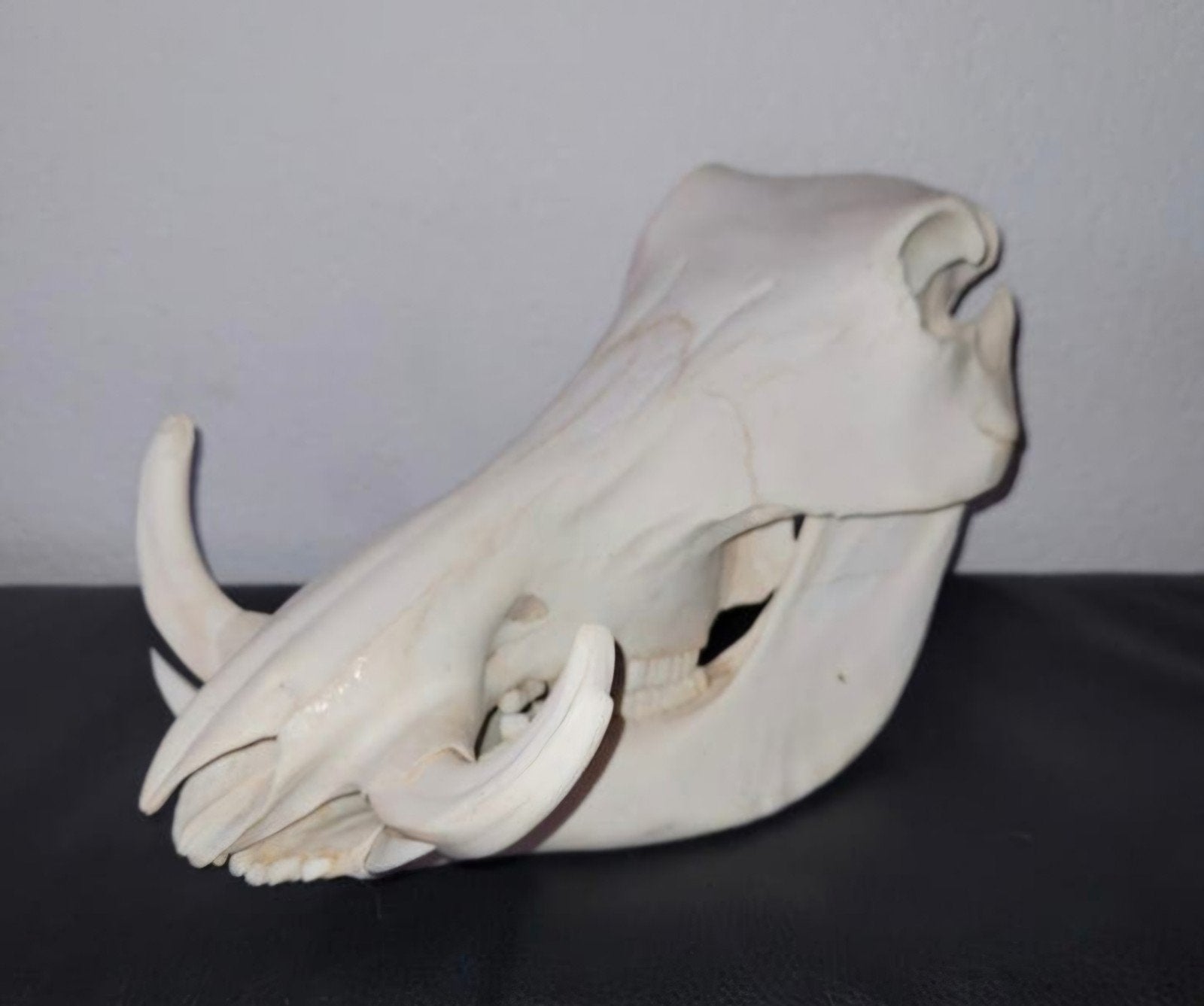 Schedel Afrikaans Wrattenzwijn - Warhog Skull - Taxidermie, Ophalen of Verzenden, Wild dier, Schedel