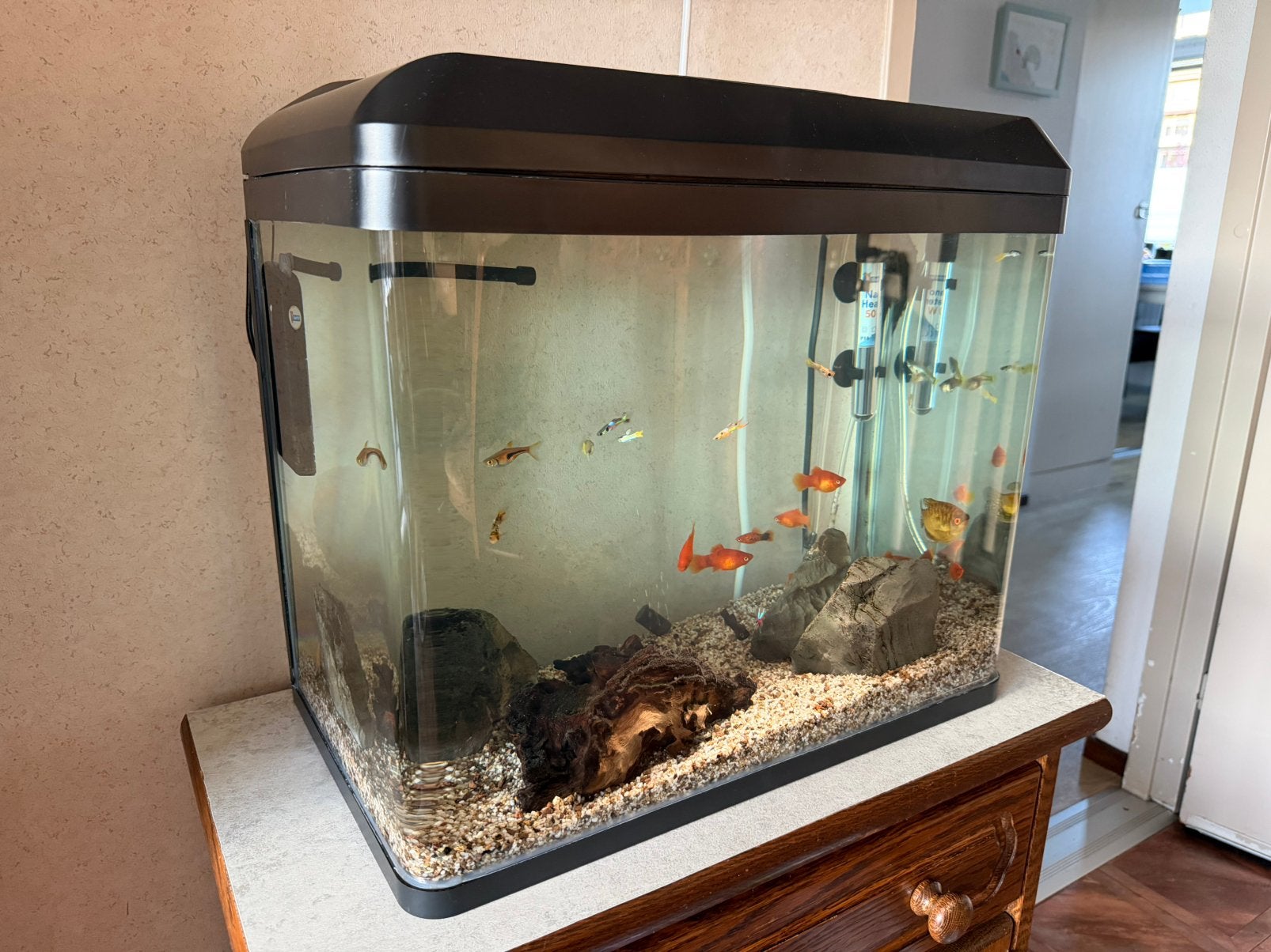 Aquarium 60 liter incl. vissen, Ophalen, Pomp, HS Aqua, Gevuld zoetwateraquarium