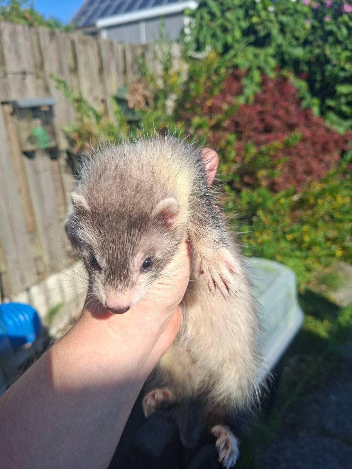 Fretten pup, Dieren en Toebehoren, Overige Dieren, Mei, Vrouwelijk