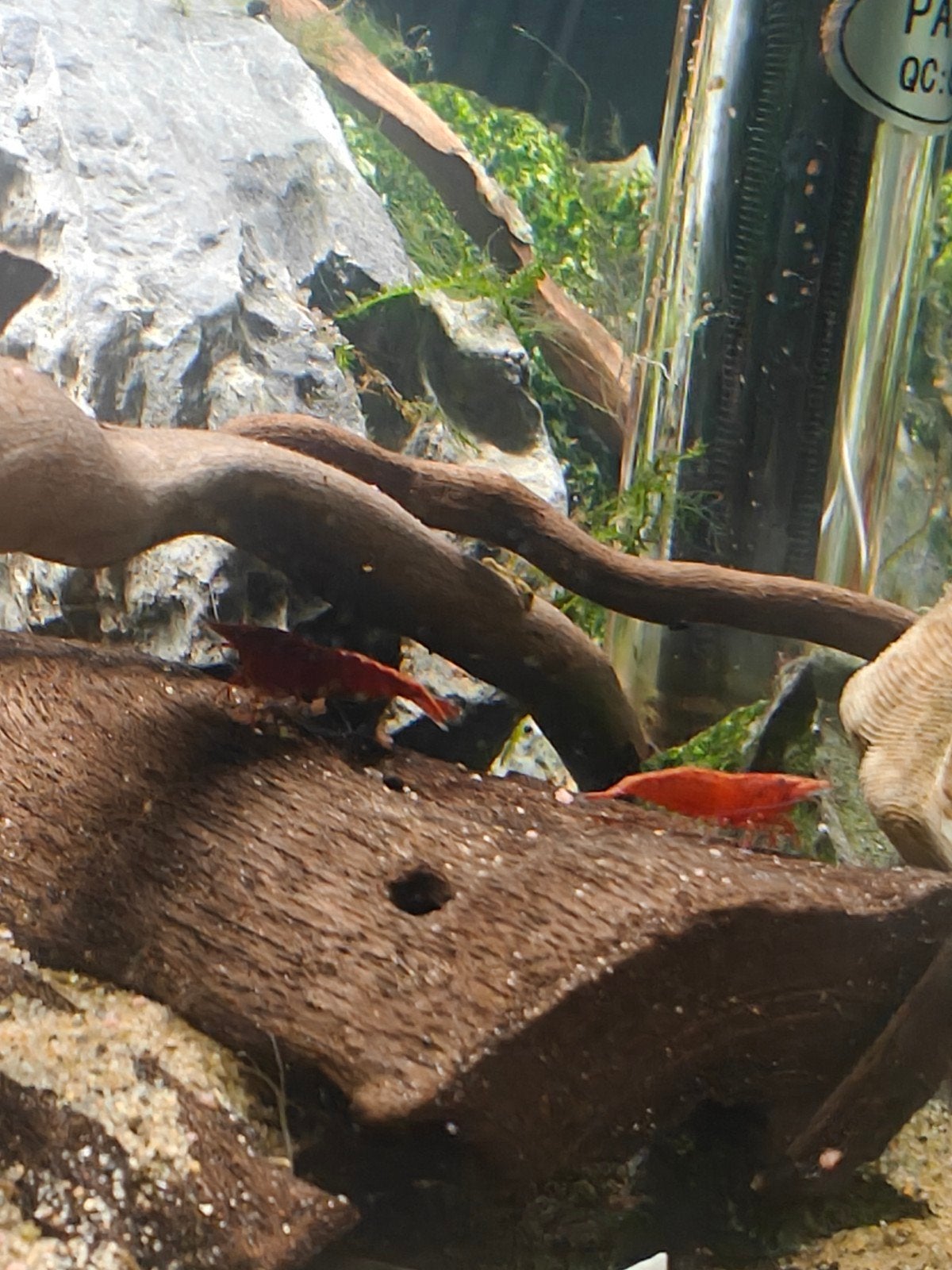 rode neocaridina garnalen, Dieren en Toebehoren, Kreeft, Krab of Garnaal, Zoetwatervis, Schoolvis